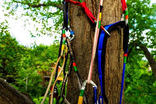 Immagine Corso Tree climbing